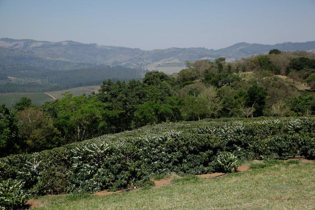 ブラジルコーヒーの生産背景と風味を知ろう