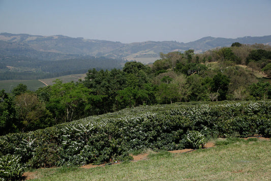ブラジルコーヒーの生産背景と風味を知ろう