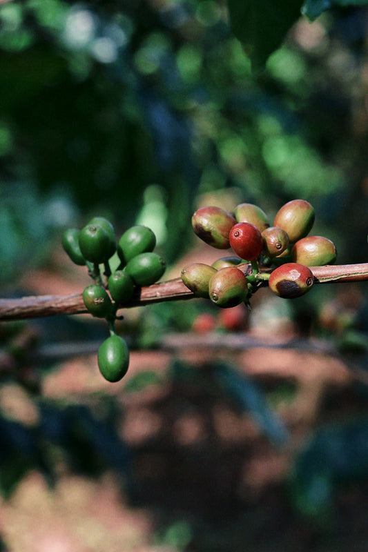 南米のコーヒーが魅せる奥深い味わい